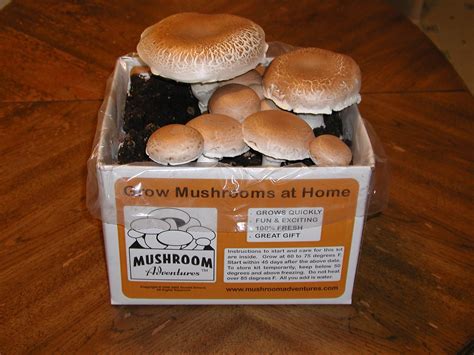The Future of Secure Magic Mushroom Cultivating Sets